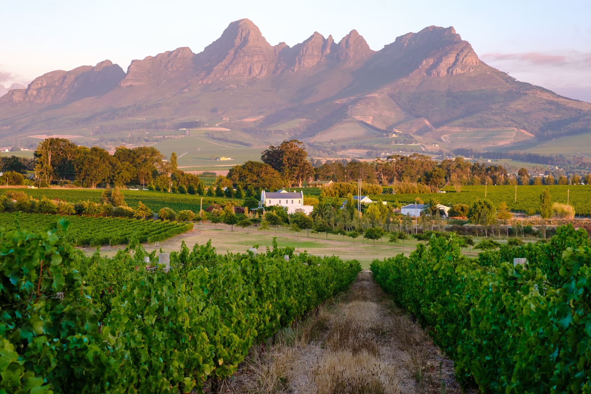 Vineyards at sunset below the mountains of the Cape Winelands, the district around Somerset West.